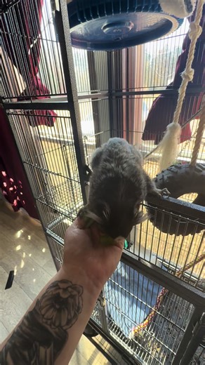 Exploring Exotic Pets: Fun with Monkeys on TikTok