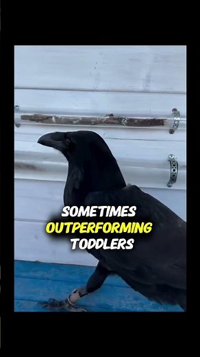 The Bird That Crafts Tools Better Than Humans 🛠️🐦 | Genius Crow Explained