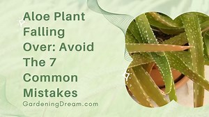 Aloe Plant Falling Over Avoid The 7 Common Mistakes