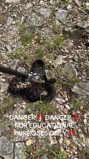 Testing out the New Venomous Snake proof Boots. 🐍