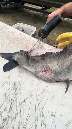 How to fillet catfish!