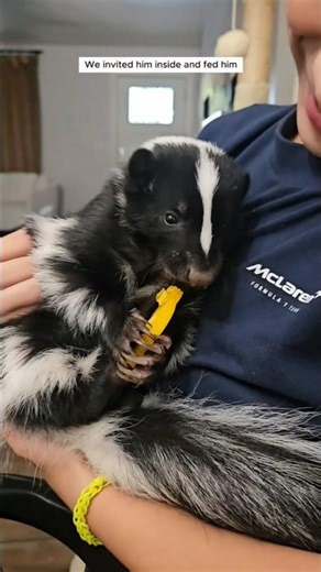 We found a wild weasel and decided to take care of it