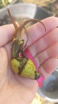 wapato Sagittaria latifolia getting interrupted by jumping spider then deer fly