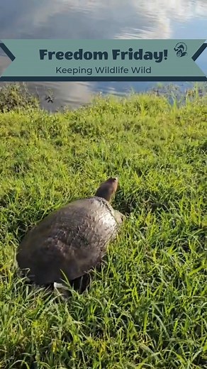 1.8K views · 98 reactions | Happy Freedom Friday! Thank you to everyone involved in the rescue, rehab, and release of this beautiful softshell turtle! These turtles are super unique and such a great part of our local ecosystems. Fun fact: these turtles lack hard scales on their shells, giving them their namesake "soft shells"! #SoftshellTurtle #FloridaWildlifeHospital #rescuerehabrelease #KeepingWildlifeWild #Wildliferehab | Florida Wildlife Hospital | Facebook