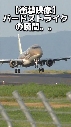 【衝撃】飛行機のバードストライクの瞬間。。#飛行機事故 #航空機事故 #飛行場 #空港 #airplane #airport #bird strike #planespotting #shorts