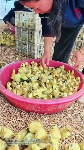 養鶏場でのアヒルの赤ちゃんのお風呂と消毒 : 健康管理と衛生の重要性