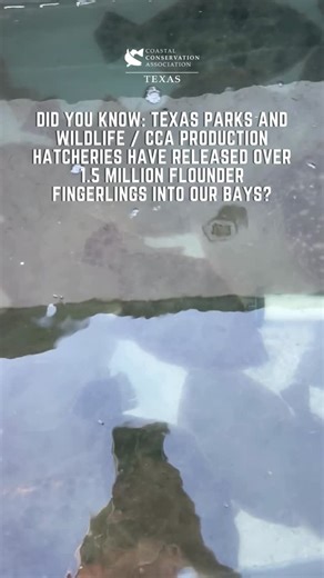 CCA Texas on Instagram: "🐟 Conservation in Action 🐟 Did you know: @texasparkswildlife / CCA production hatcheries have released over 1.5 million Flounder fingerlings into our bays? A huge THANK YOU to the folks at @texasparkswildlife, Texas A&M University at Galveston’s (@aggiesbythesea) Gulf Research Institute for Highly Migratory Species (GRIHMS @gri_hms), @seacentertexas, and our very own CCA volunteers, especially Carson Christian, Gabe Upanavage, Briley Byers, and Shane Stephens (GRIHMS R