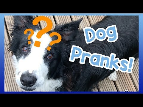 Tricks to Play on Your Dog! Fun Tricks and Pranks You Can Play on Your Dog!