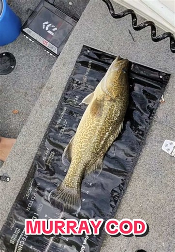 Delicious Egg & Bacon Muffin with Murray Cod