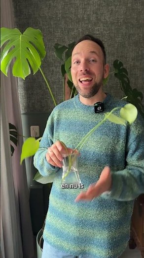 Intratuin - Plant First Aid - Monstera cuttings