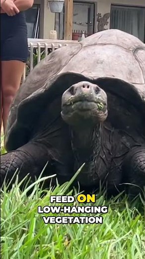 Learn more about this giant Galapagos tortoise shell