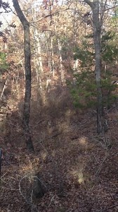 I have never posted this in thinking this dude might show back up, then over the years it just kinda slipped to the back pics in my phone. This was Nov 25, 2014. My dad and I were hunting at @willow.oak.lodge before it was Willow Oak. I was about to get down as lunch was approaching ,when I heard limbs snapping over my right shoulder. First let me say this, geographically this property is on the fringe of Bankhead National Forrest. Which has a November rut, and about 5% of our does will come in 