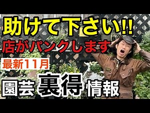 【Latest Gardening Info for November】What should I do? The flood of new arrivals won't stop... 【Ka...