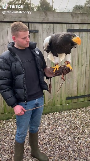 Nikita: The Majestic Steller's Sea Eagle in Action