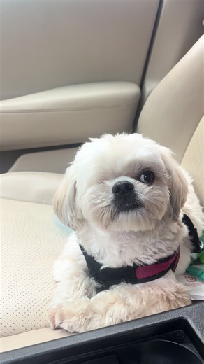 Understanding Bad Behavior in Dogs