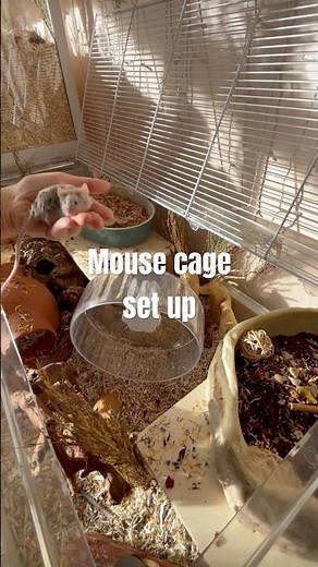 Mouse cage set up for the girls #fancymice #mousecage #mousecagesetup #mouseenclosure #petmice