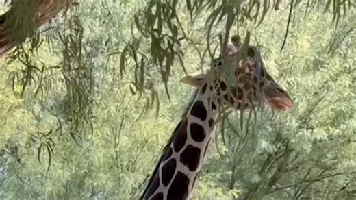 Reid Park Zoo giraffe in Tucson