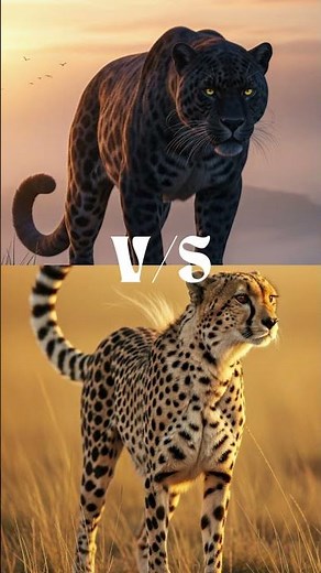 Cheetah vs Wild animals|The Fastest Predator Takes the Wild 💥 #leapord #blackpanther #animalfight