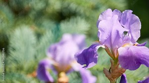 Iris germanica is accepted name for species of flowering plants in family Iridaceae commonly known as bearded iris or German bearded iris. It is hybrid Varieties include and Florentina.