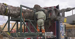 U.S. Capitol Christmas Tree root cutting at Joint Base Andrews