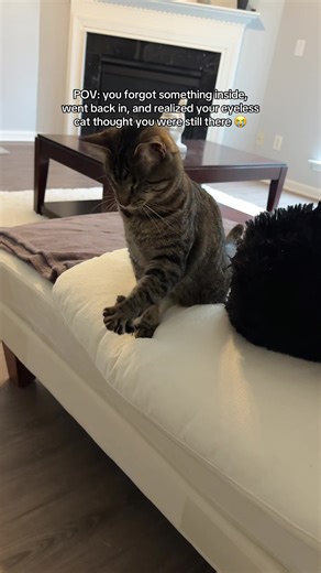 Understanding Blind Cats: Emotional Moments with Pets