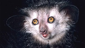 Aye-Ayes Use Their Elongated Fingers to Pick Their Nose, Scientists Say | Sci.News