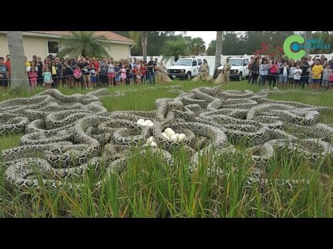 Crocodiles And Animals Are Disappearing In Droves - Scientists Horrified TO LEARN THE CULPRIT