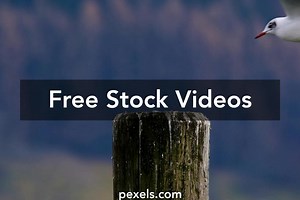 Bird Pooping Videos, Download The BEST Free 4k Stock Video Footage & Bird Pooping HD Video Clips