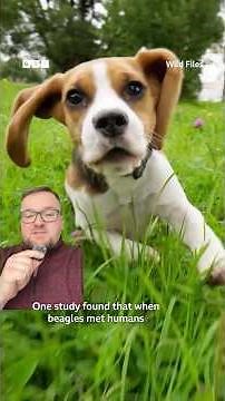 Happy wag or stressed out? Your dog's tail is full of secrets 🐶 #DogFacts #AnimalBehaviour