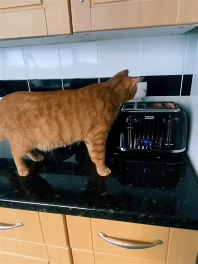 Toaster Scares Cat: Hilarious Chaos Unleashed