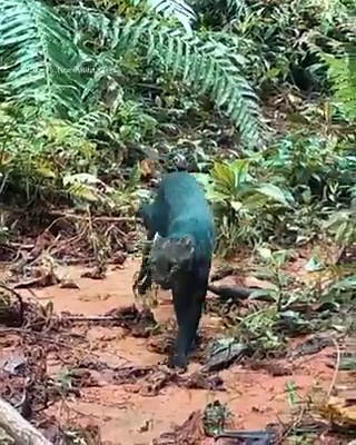 This rarely seen wildcat was recorded in Costa Rica’s Osa Peninsula. It’s a jaguarundi (Herpailurus yagouaroundi), one of six wildcat species found in the country