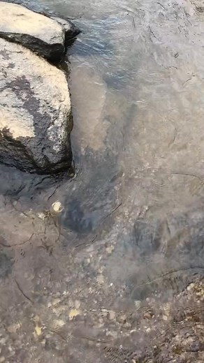 3.1K views · 39 reactions | Nature Preciou's good life! ️ #nature #satisfying #goodvibes #goodnight | G. Solitário | Facebook