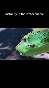 Boxfish swimming #nature #naturephotography #photography #ocean