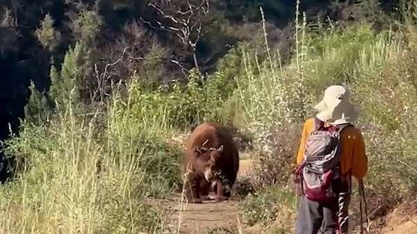 Terrifying moment huge bear charges hiker on Los Angeles trail — before he makes insane move