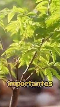 Medicinal Properties of the Neem Tree 🌳