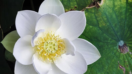 Evolution der Blütenwelt – wie Blumen die Erde erobern