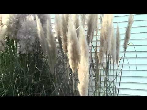 PAMPAS GRASS INFO AND TIPS