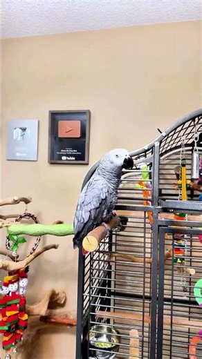 Gizmo is such a Canadian birb with all those Sorry's 😅😛 #AfricanGrey #funnyparrot #TalkingParrot