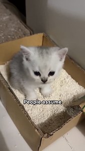 Do Kittens Need To Be Trained To Use The Litter Box? 🤔💩 | Lady Cuddles Meow