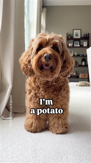 INDY THE COCKAPOO on Instagram: "His face😂 No he’s definitely a 🥔 A very sweet potato🍠🤗 #cockapoo #minidoodle #fluffydog #teddybeardog #doodlesofinstagram"
