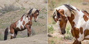 Meet Picasso: America’s Most Famous Wild Mustang