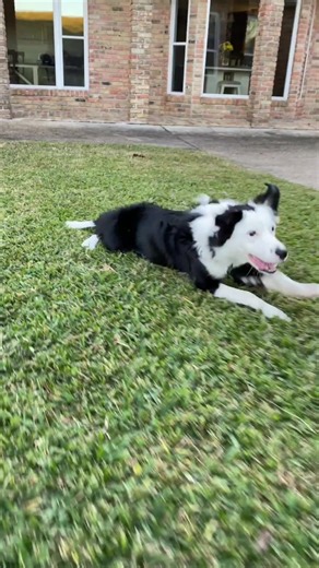 Teach Your Dog To Crawl with These Easy Tricks