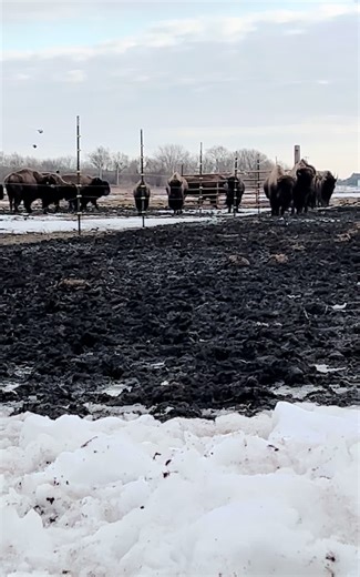 Barnyard Bison (@swbarnyard)’s videos with White Winter Hymnal - Fleet Foxes