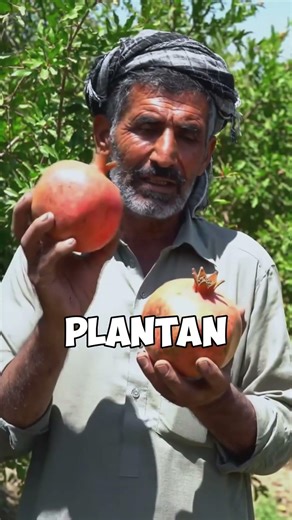 Las verdaderas granadas se cultivan aquí 🤯