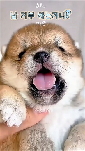 널 사랑 해도 될까? #시바견 #아기강아지