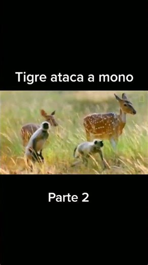 How This Tiger Uses Stealth to Hunt Monkeys