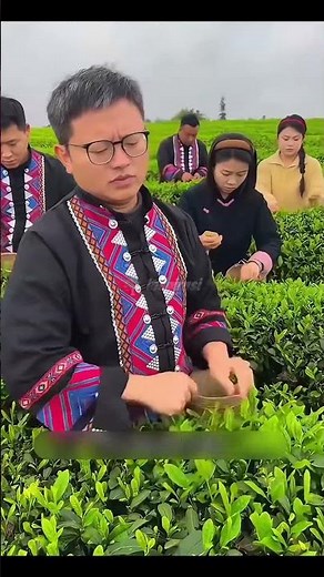 Not a Lawn Mower! This Magic Machine Harvests Tea in Lightning Fast 🍃☕