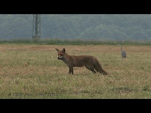 Fuchsfähe sucht Versteck für Beute –vixen searching for a good hiding-place