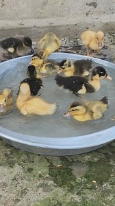 11K views · 322 reactions | Ducklings First swimming  #ducklings #ducks #duckswim #ducklingswimming #cuteduck #ducklingsound #babychicks #chicksbaby #goviral #ForYouPage | I Love Pets | Facebook