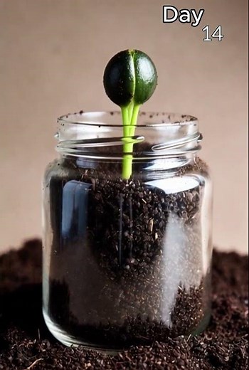 Lemon Growth Time lapse: Seed to Tree in Full Detail 🍋